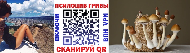 shop наркотические препараты  Тюмень  Псилоцибиновые грибы прущие грибы 